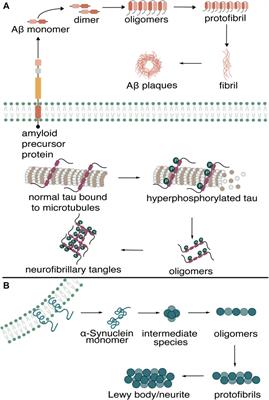 Development of fluorophores for the detection of oligomeric aggregates of amyloidogenic proteins found in neurodegenerative diseases